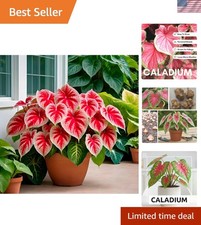 Vibrant 6 Crimson Sky Caladium