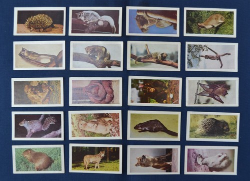 Horniman tea wild - wild, animals