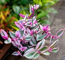 AU STOCK TRADESCANTIA 'NANOUK'