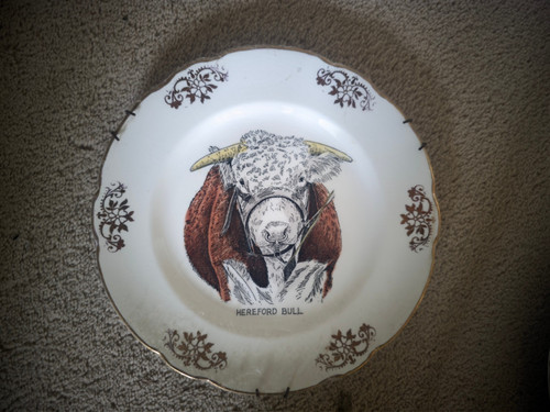Hereford bull plate - bull, good