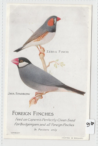 Capern bird seed - capern, trade