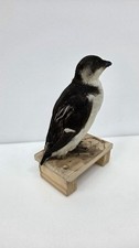 Taxidermy Bird Victorian Pre