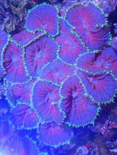 1 LG BLUE EARTH RING OF FIRE