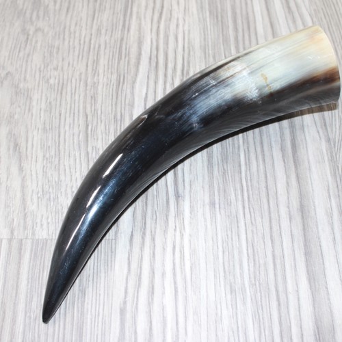 Polished cow horn - cow,