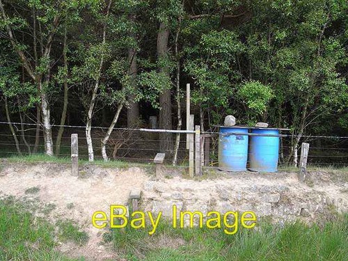 Photo 6x4 pheasant - photo,