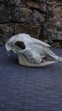 Real Sheep Skull with Jaws -