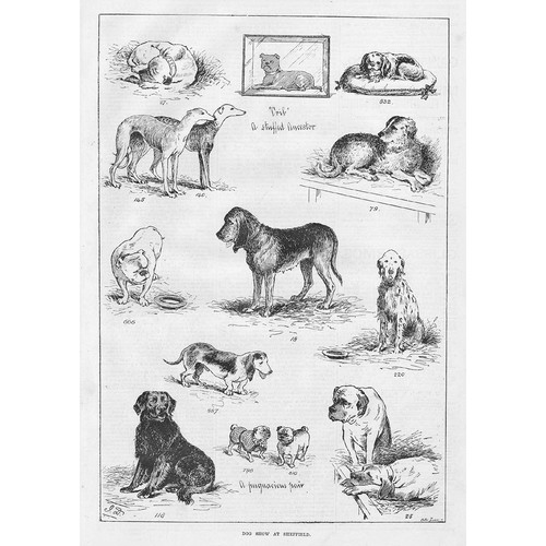 The dog show - the,