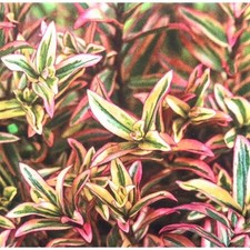 Hebe red sunset  Evergreen