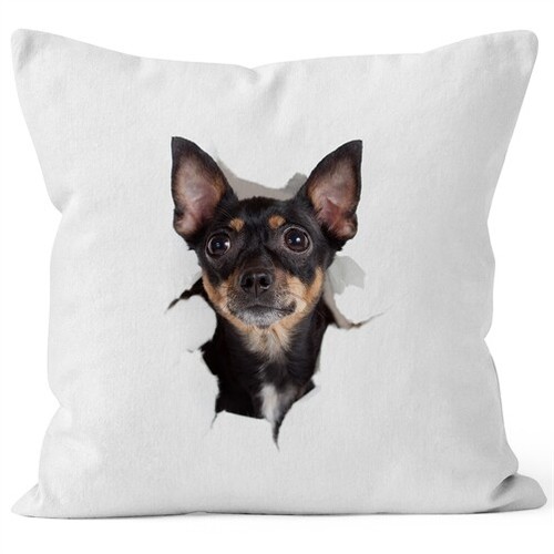 Dog english toy terrier - dog,
