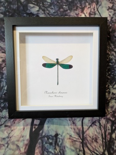 Green metalwing damselfly - green,