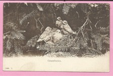 Greenfinches nest bird - greenfinches,