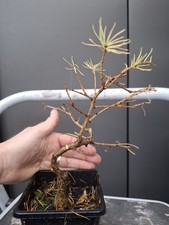  Part Trained Japanese Larch