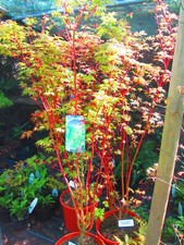 6ft inc. pot Japanese Maple