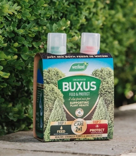 Westland buxus 1 - buxus, in