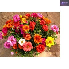 Tropical Color Explosion: 3500