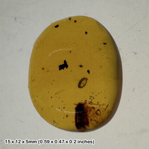 Burmese cretaceous amber with
