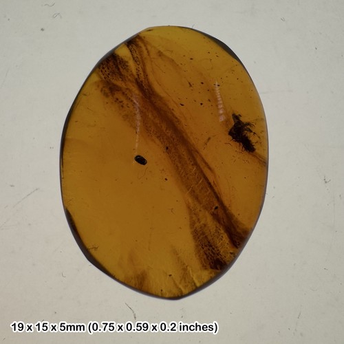 Million year old burmese - million-year-old,