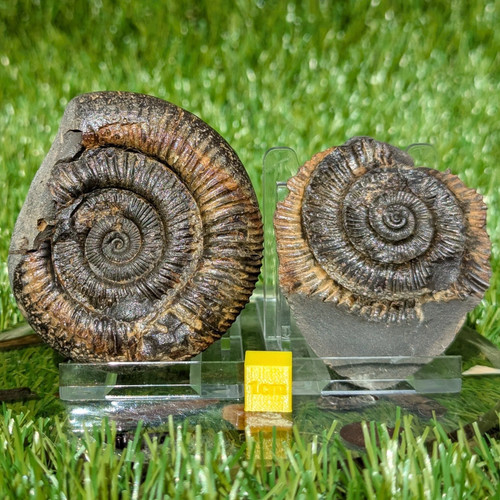 Dactylioceras ammonite fossil