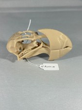 Replica animal bird skull