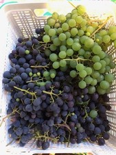 25+ grape cuttings of