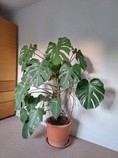Monstera deliciosa large swiss - large,