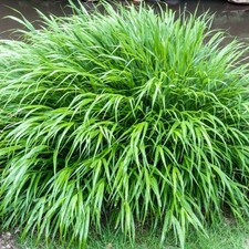 Hakonechloa macra - Japanese Forest Grass | Deciduous Potted Grassy Garden Shrub