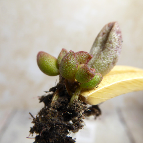 Adromischus marianae silver - marianae,