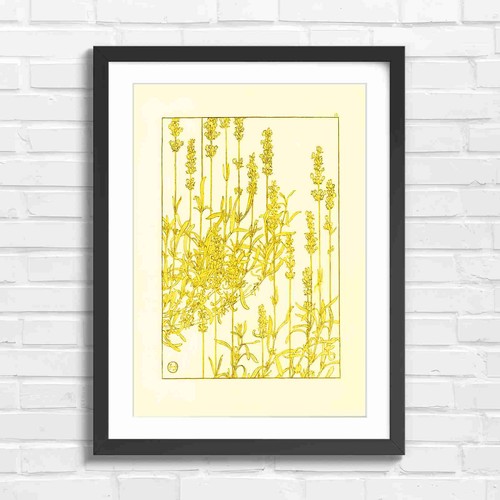Lavender botanical art - botanical,