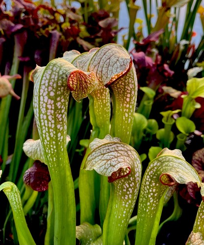 Sarracenia excellens white - sarracenia,