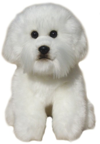 Bichon frise teddy - frise,