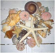 50 Assorted Mixed Seashells Quality Tropical Shells Starfish Snail Pink Urchins