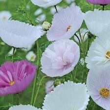 Thompson & Morgan Cosmos Seeds Annual Flowering Garden Plant 'Cupcakes' Seeds