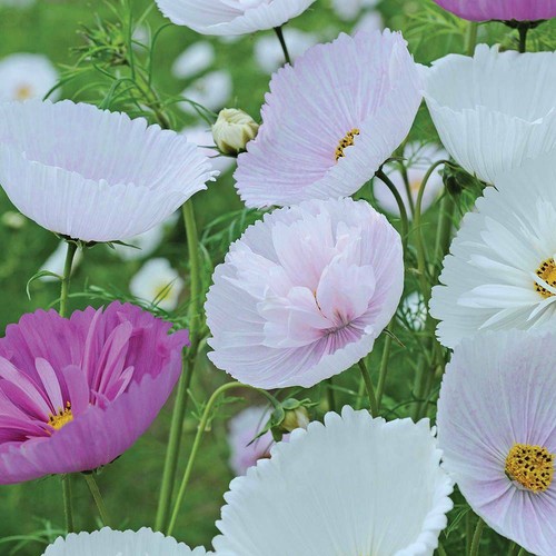 Thompson morgan cosmos - &,
