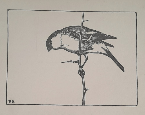 Bullfinch peter scott bird - scott,