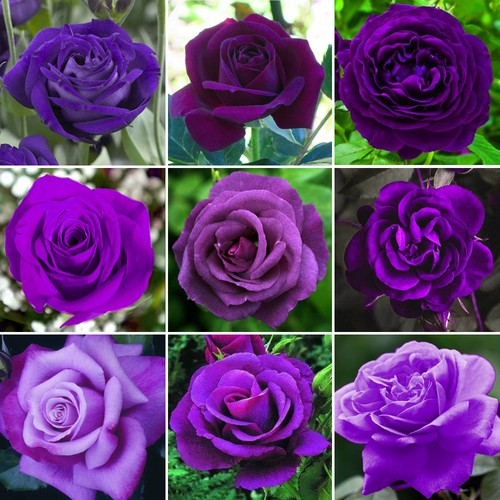 Gorgeous potted rose various - gorgeous,