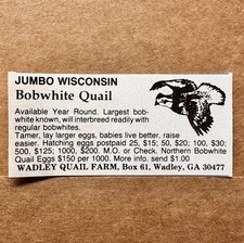 1982 WADLEY QUAIL FARM JUMBO WISCONSIN Bobwhite Quail Vintage Print Ad Wadley GA