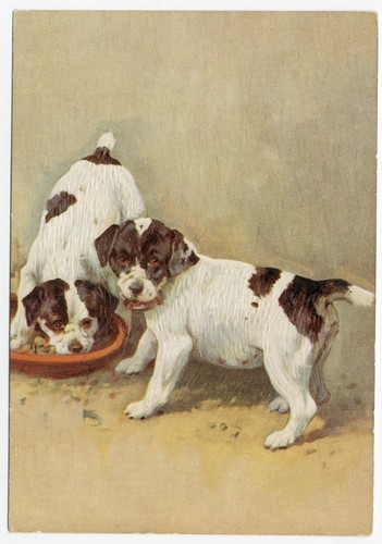 Smooth fox terrier puppies - fox,