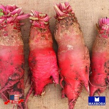 *Beet 10 Fresh Seeds Beefsteak