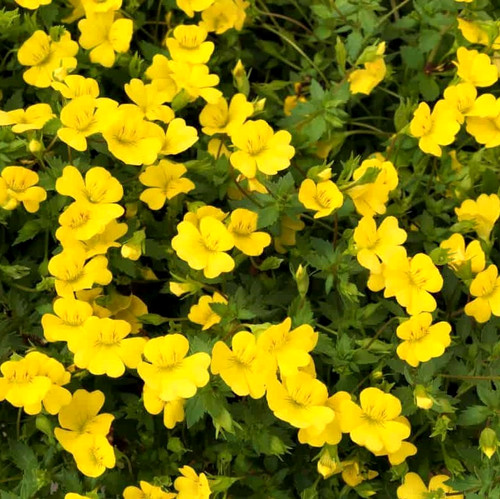 Trailing hanging basket - trailing,