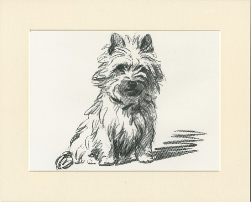 Westie west highland white - westie,