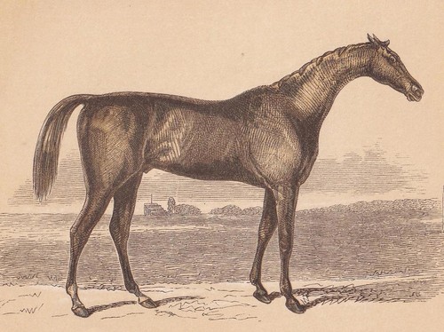 1851 racehorse horse - racehorse, print