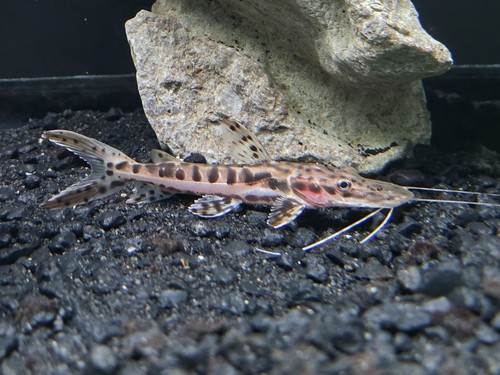 Tiger shovelnose catfish - 1-tiger,