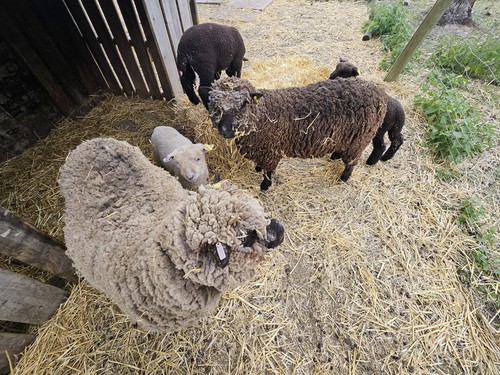 Raw sheep fleece wool rare - wool,