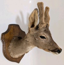 TAXIDERMY ROE DEER MOUNTED