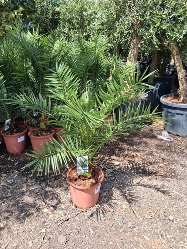 Phoenix canariensis palm - phoenix, uk