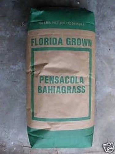 Pensacola bahia pasture - bahia, grass