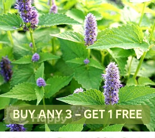 Herb peppermint seeds 1500 - herb,