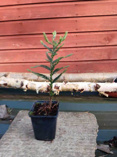 Sequoia sempervirens lightning - sempervirens,