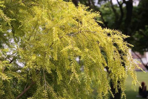 Melaleuca sungold honey - sungold, .honey