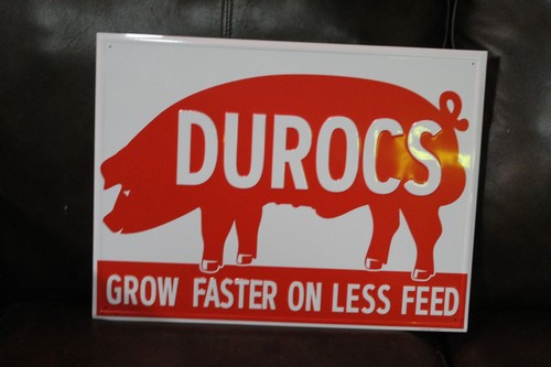 Durocs nos hog pig - hog, grow